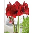 thumbnail image 2 of Giant Dutch Double Amaryllis Double Dragon - 34/36 cm Bulb, 2 of 2