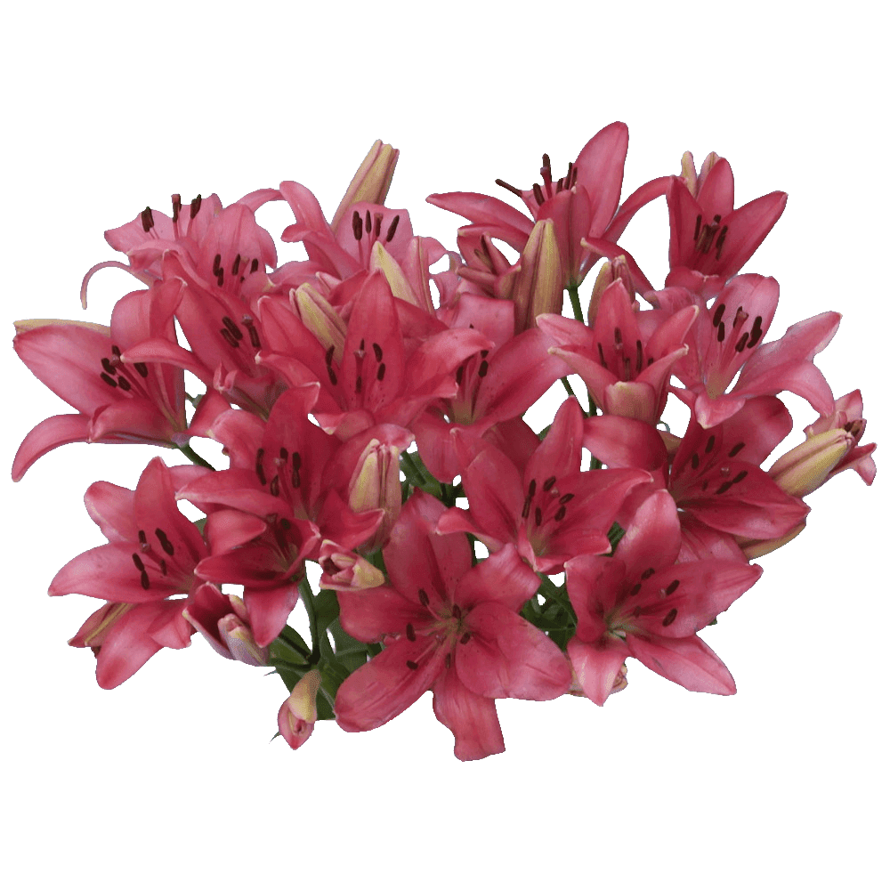 28 Blooms of Hot Pink Color Asiatic Lilies 8 Stems Beautiful Fresh Cut