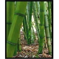 thumbnail image 2 of Demeter Bamboo Cologne Spray - 1 oz - Perfume for Women, 2 of 2