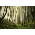 thumbnail image 2 of Krivec, Samanta 24x17 White Modern Wood Framed Museum Art Print Titled - Run forest run, 2 of 4
