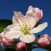 Apple Blossom Scented Fragrance Oil 1oz Made and Shipped from USA Quality Oils at an Affordable Price R&W Co.