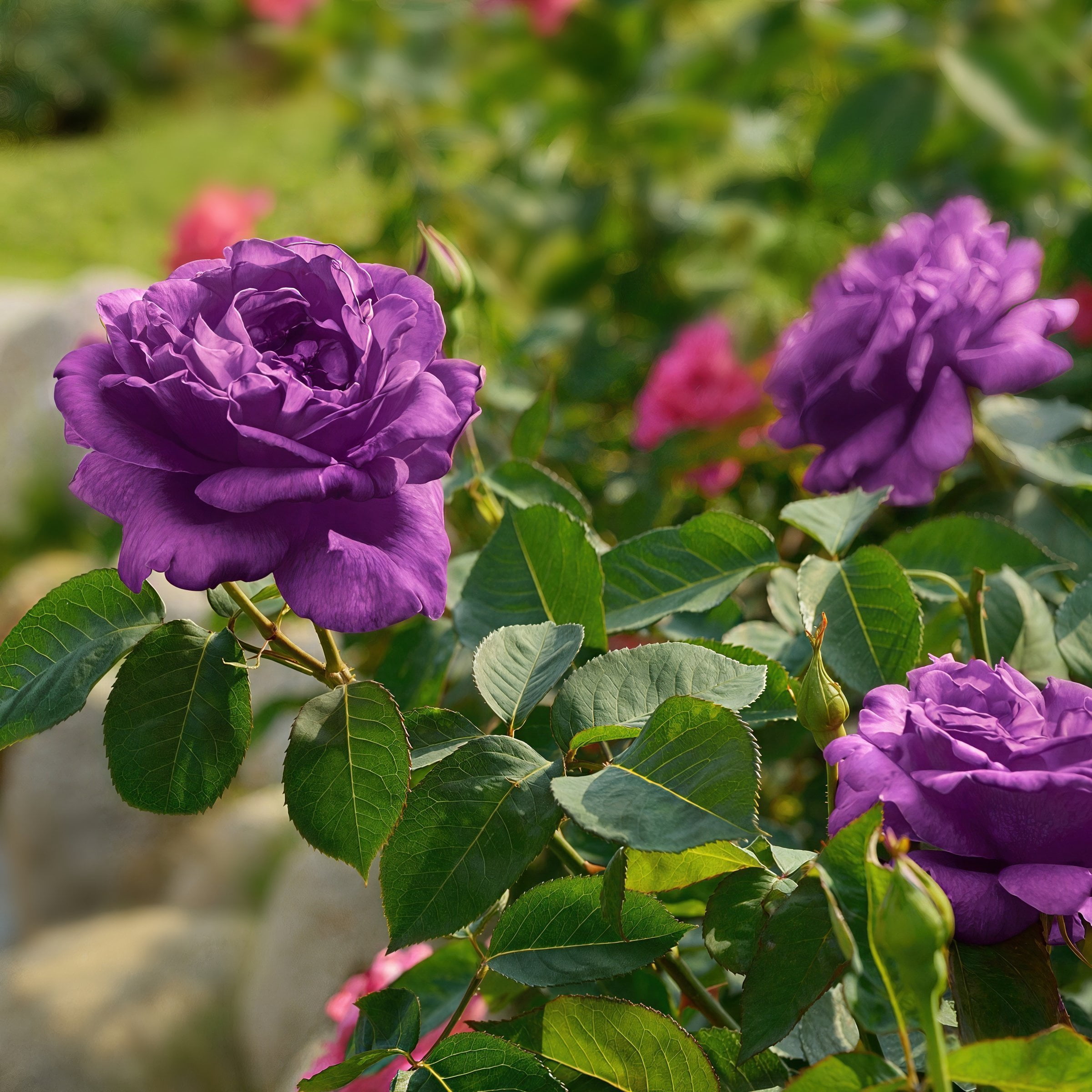 Bare Root Angel Face Rose with Purple Flowers (2-Pack)