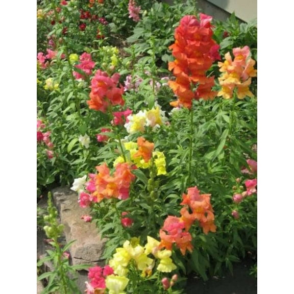 2000 SNAPDRAGON CORONA MIX Antirrhinum Majus Flower Seeds