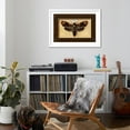 thumbnail image 4 of Art.com Death's Head Moth Art Print by Lantern Press, White Frame Wall Art, 44" x 32", 4 of 5
