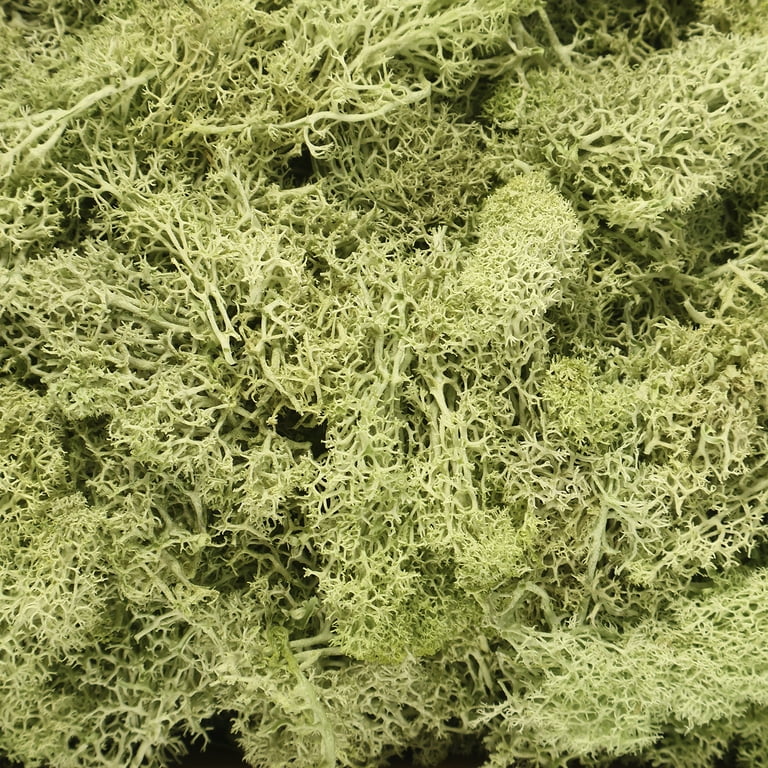 Preserved Moss Reindeer Moss Bulk Moss for Crafts Natural Dried  Multicolored Floral Moss for DIY Arts Wall Home Office Terrariums Wedding  Centerpieces