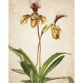 thumbnail image 2 of Kimberly, Allen 15x18 White Modern Wood Framed Museum Art Print Titled - Orchids  1, 2 of 4