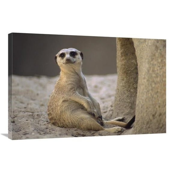 24 x 36 in. Meerkat Sitting At Entrance of Burrow, Arid Southern Africa Art Print - Gerry Ellis