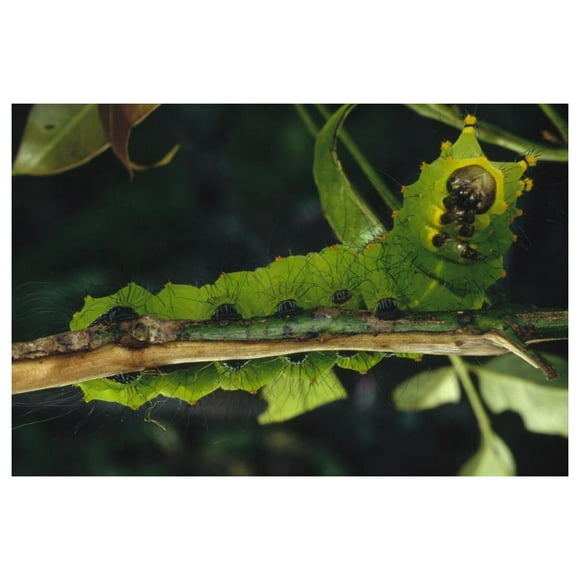 Caterpillar on branch, Tam Dao National Park, Vietnam-Paper Art-50"x34"