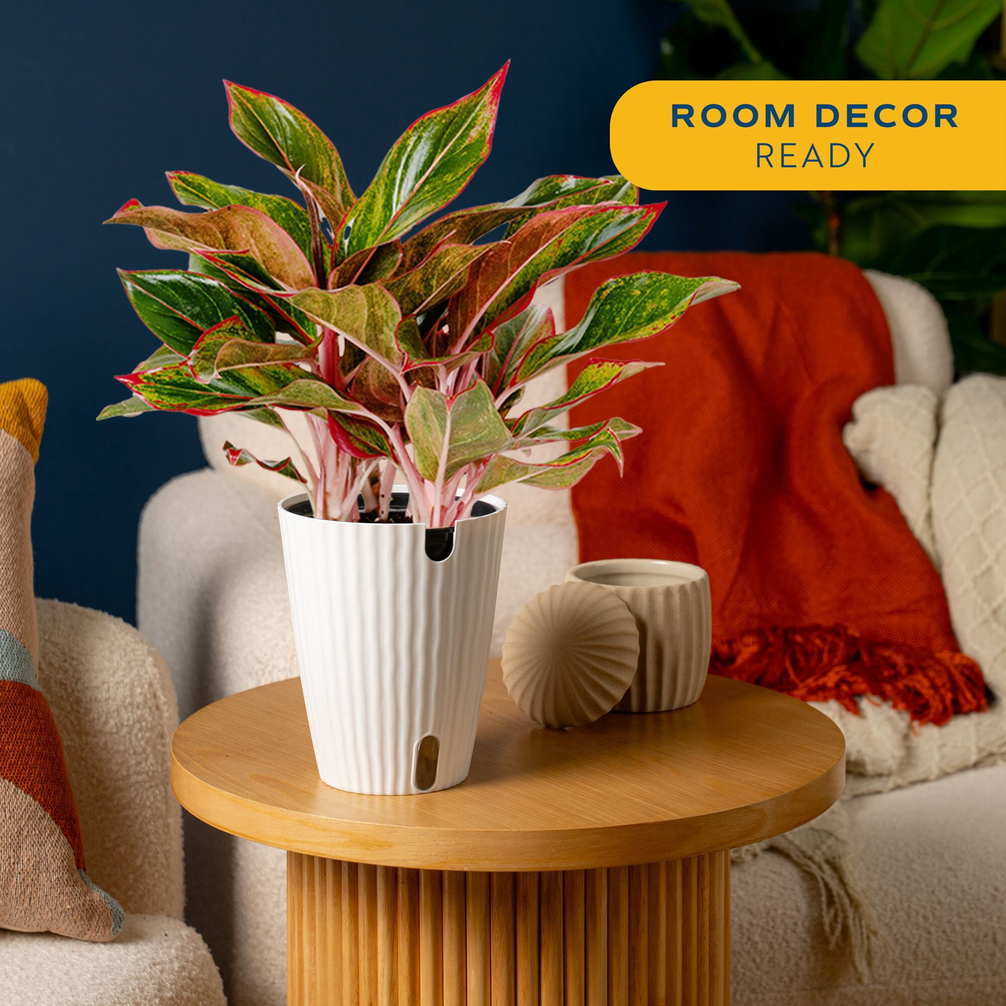 Costa Farms 14" Aglaonema Chinese Evergreen Live House Plants in 5" Self-Watering Planter