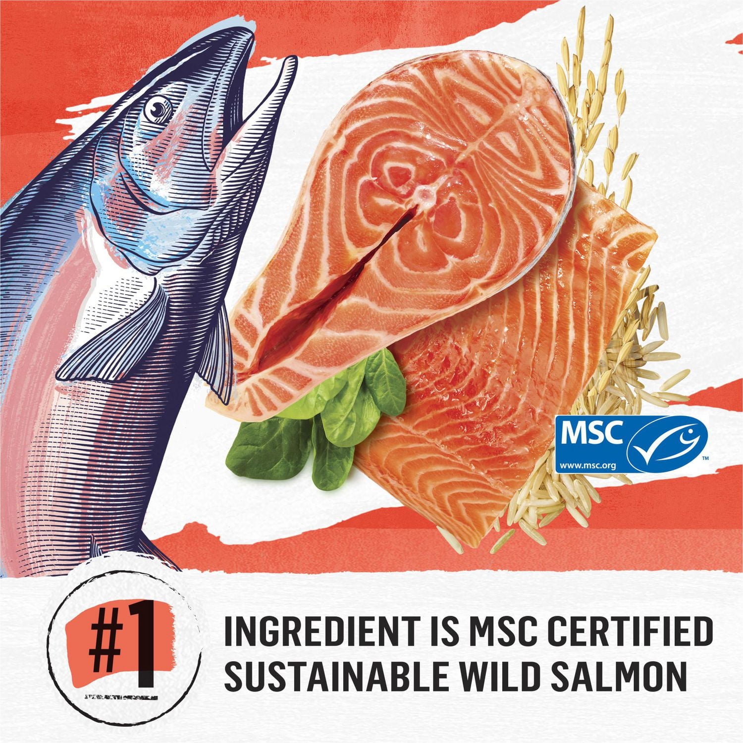 Beyond Simply Recette de Saumon et de Riz Brun Entier, Nourriture Sèche pour Chats 1,36 kg