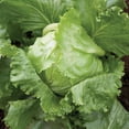 thumbnail image 5 of Sunutri Lettuce Seeds Variety Pack – 4 Heirloom Types: Iceberg, Buttercrunch, Romaine, Lollo Rosso – Non-GMO, 5 of 6