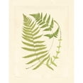 thumbnail image 3 of Vision Studio 20x24 Black Modern Framed Museum Art Print Titled - Ferns with Platemark V, 3 of 5