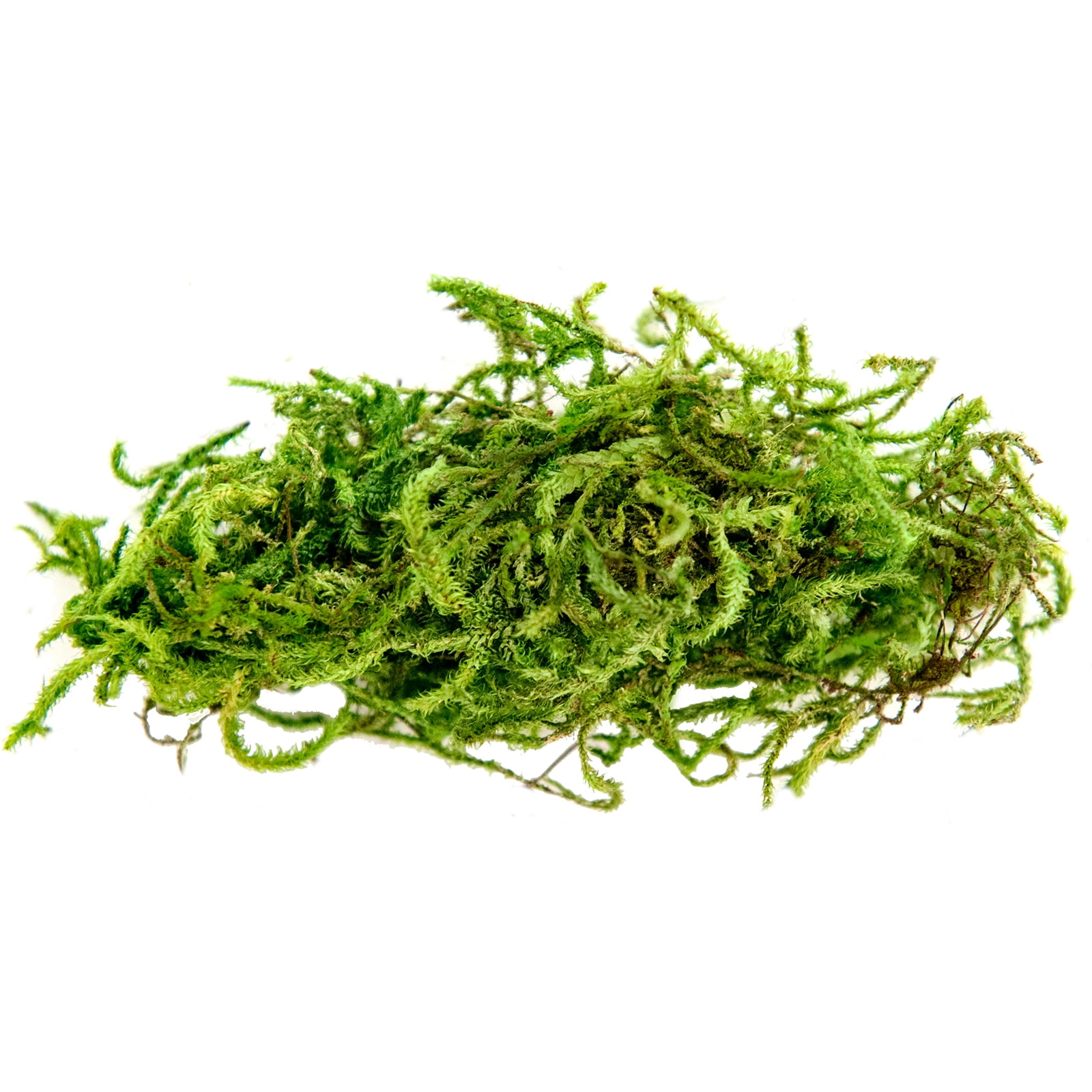 SuperMoss Preserved Forest Moss