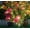 Pink PK, variant on Giunmcul up to 45% Off Solar Garden Lights,Colors Changing Butterflies and Fourteen DaisiesCombination Lights, for Yard, Gardens Decor