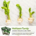 thumbnail image 2 of 2 Packs Snowball Turnip Seeds - Non-GMO Heirloom Full Sun Biennial Vegetable, 2 of 7