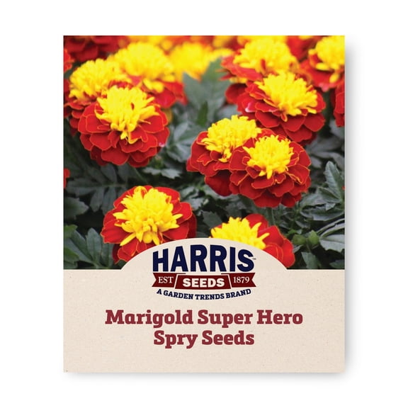 Harris Seeds Marigold Super Hero Spry, Bicolor French Flower for Garden Beds and Containers, 50 Count