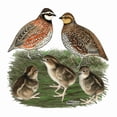 thumbnail image 3 of CafePress - Bobwhite Family Dark T Shirt - Men's Classic Cotton T-Shirts, 3 of 3