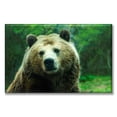 thumbnail image 1 of Cuadro Canva Listo Para Colgar Tipo Galería Oso Grizzly 60X90 cm, 1 of 4