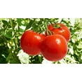 thumbnail image 4 of Readi Soil 22 lb. Organic Biochar Soil Amendment – Carbon-Rich Conditioner for Water Retention & Root Growth, 4 of 6