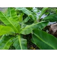 thumbnail image 4 of 5 PLANTAIN BANANA Musa Balbisiana Hardy Red Flowering Sweet Wild Fruit Tree Seeds, 4 of 6
