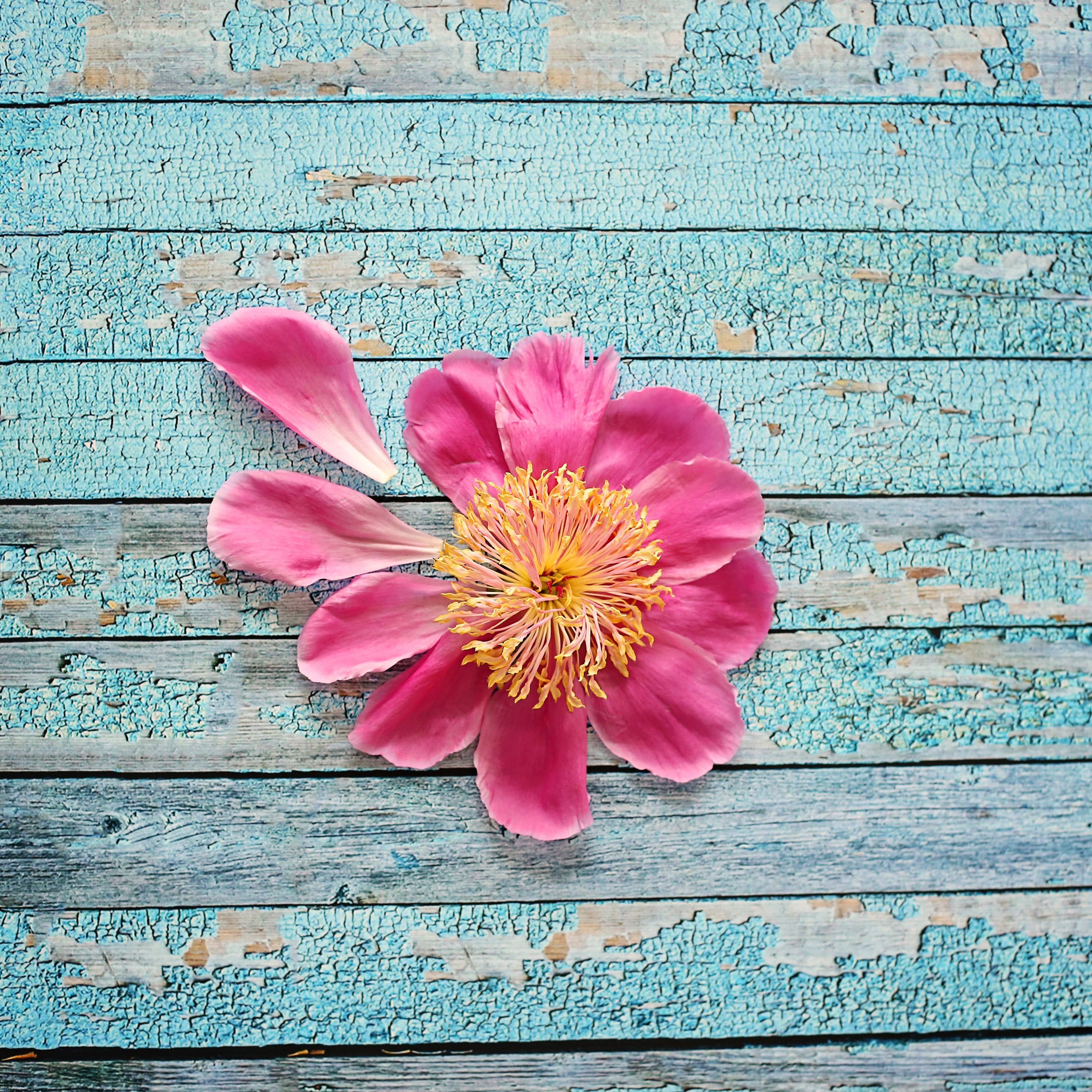 "Peony on Aqua" Painting Print on Wrapped Canvas