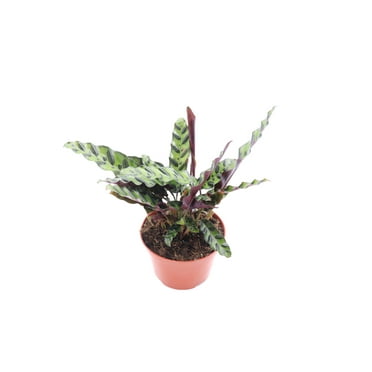 Calathea Rattlesnake Lancifolia - 6'' from California Tropicals