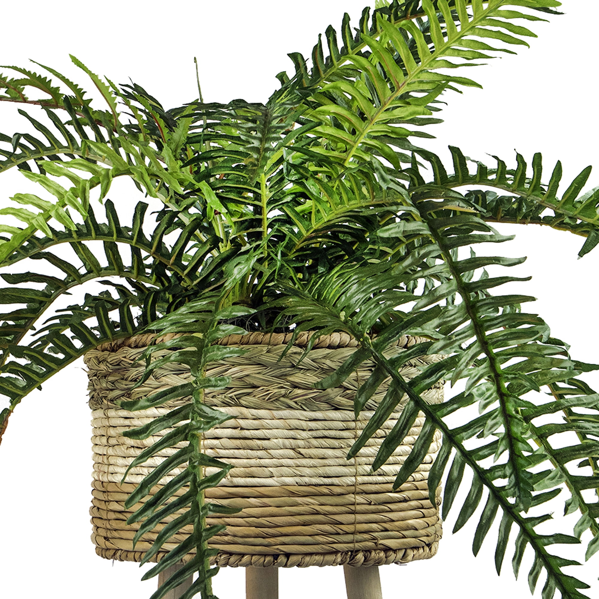 LCG Florals 38" Artificial Trailing River Fern in Tri-Color Tripod Basket Stand