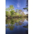 thumbnail image 2 of Jones, Adam 17x24 Gold Ornate Wood Framed with Double Matting Museum Art Print Titled - Early spring view of cypress trees reflecting on blackwater area of St Johns River-central Florida, 2 of 4