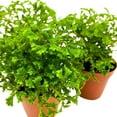 thumbnail image 7 of Green Club Moss Garden Selaginella 2 inch Set of 3 Selaginella kraussiana Tiny Mini Pixie Plants, 7 of 7