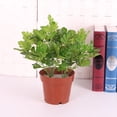 thumbnail image 2 of Hojas Artificiales Hierba Follaje Floral Planta Jardín Decoración De hogar 32cm 4 Tipo, 2 of 9