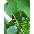 thumbnail image 3 of 50 Seeds FRENCH Blue Lake POLE BEAN Phaseolus Vulgaris Vegetable Seeds, 3 of 5