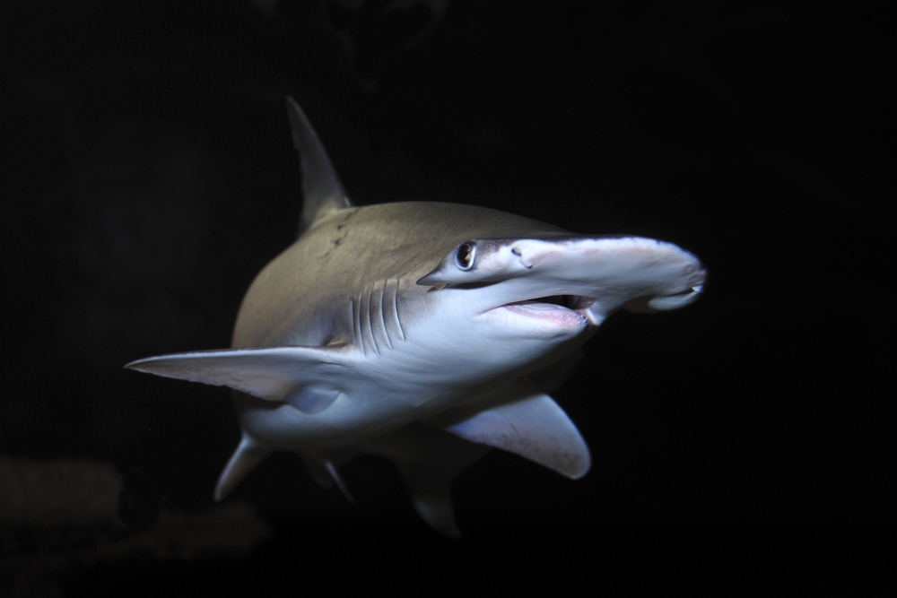Bonnethead shark (Sphyrna tiburo). Poster Print by VWPics/Stocktrek