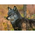 thumbnail image 3 of Fitzharris, Tim 14x12 Black Modern Framed Museum Art Print Titled - Gray wolf, 3 of 5