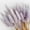 Light Purple, variant on 18’’ Natural Bunny Tails Dried Flowers, 50 Pcs Dried Lagurus Ovatus, Dried Foxtail Grass for Vase Wedding Decorations Supplies - Valentine's Day Decoration