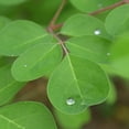 Moringa Leaves 4 Oz X 3Pack Organic Loose Dried Moringa Leaf Tea moringa-leaves-4-oz-x-3pack-organic-loose-dried-moringa-leaf-tea