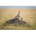 thumbnail image 2 of Taylor, Ted 18x13 White Modern Wood Framed Museum Art Print Titled - Regal Protector, 2 of 4