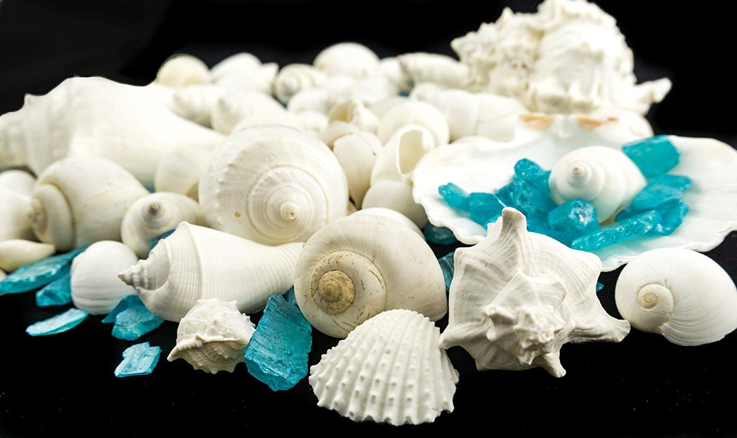 50 Pearl Abalone Shells 2-3" Beach Wedding Seashell Arts & Crafts Nautical White 
