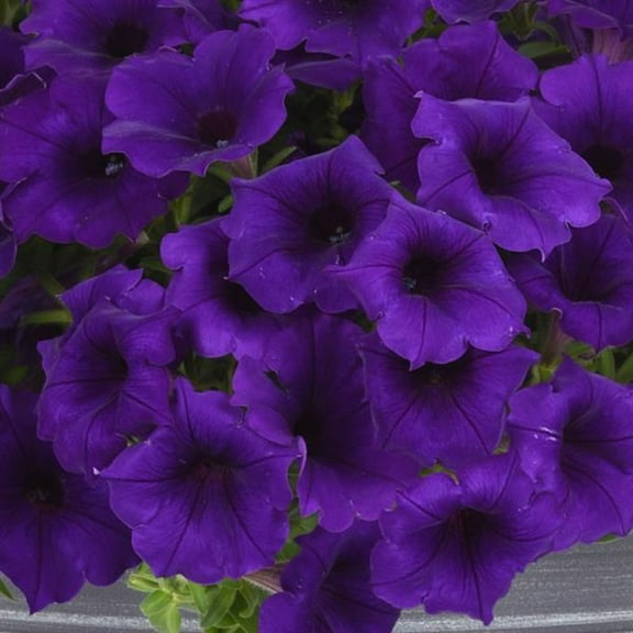 Easy Wave Series Petunia Blue Color ~10 Seeds – Trailing Annual – Non-GMO, Pelleted – 98-105 Days – Hanging Basket & Bedding Flower – Full Sun – Multicolor Options