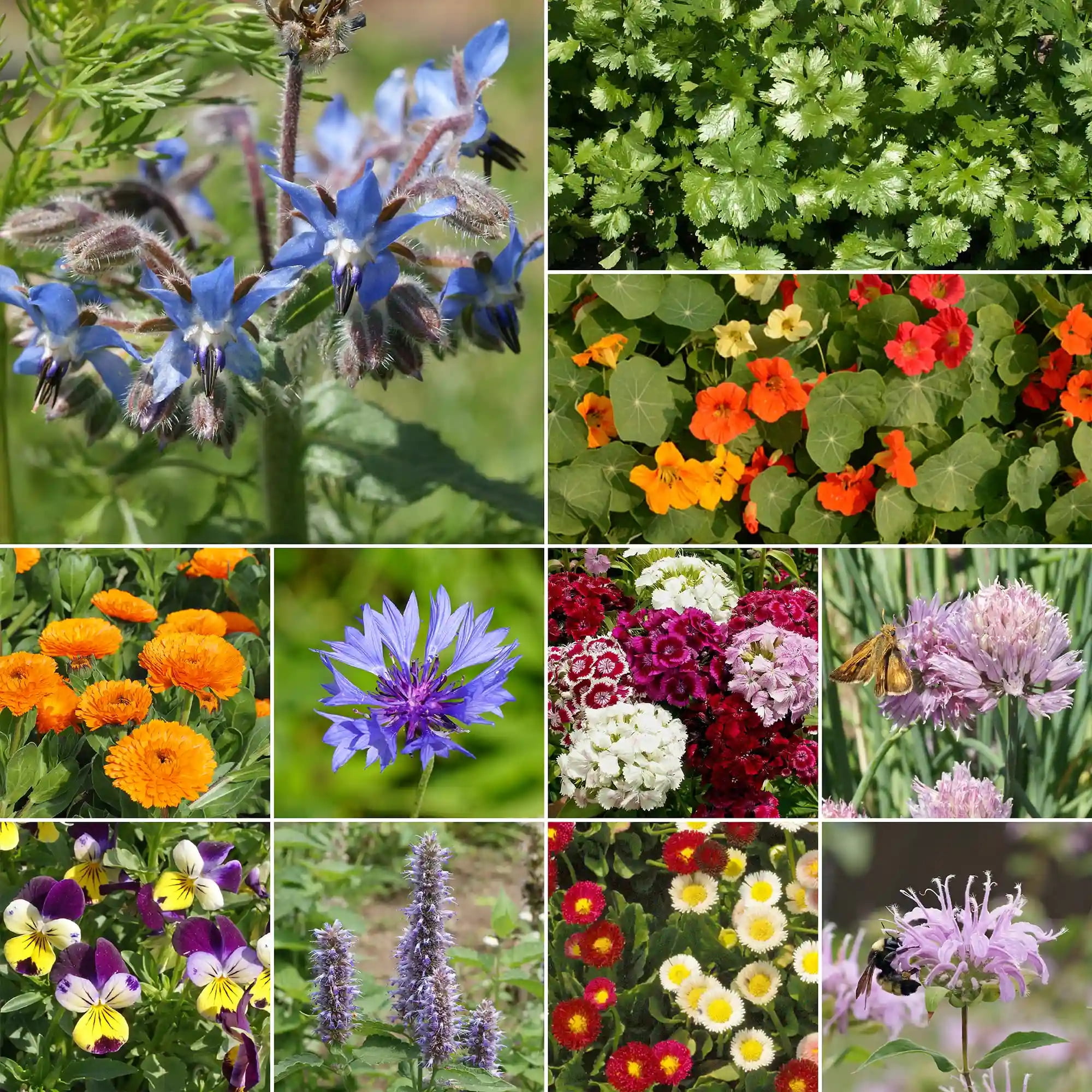 Ferry-Morse Edible Flower Mix Bulk Flower Seeds, 1lb