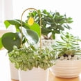 thumbnail image 4 of 1 Ensemble de Treillis pour Plantes d'Intérieur Mini Support en Métal Pot Décoratif avec Pendentif, 4 of 8