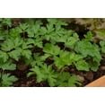 thumbnail image 3 of RedCrocus Italian Parsley Herb- Fresh, Fragrant, and Easy to Grow for Culinary Use, Containers & Gardens 6" Pot (Pack of 5), 3 of 20