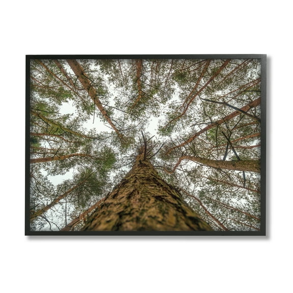 Stupell Looming Tree Branches Overhead Landscape Photography Black Framed Art Print Wall Art