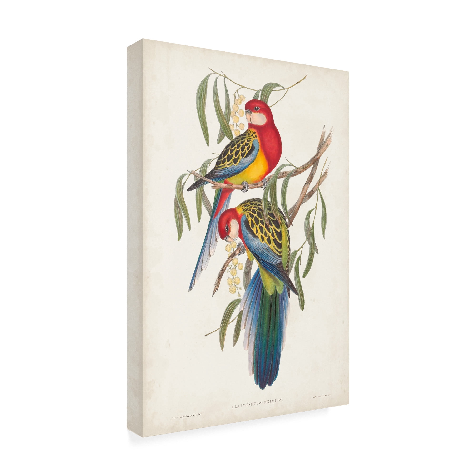 Trademark Fine Art 'Tropical Parrots IV' Canvas Art by John Gould