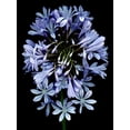 thumbnail image 2 of Blaustein, Alan 19x24 Black Ornate Wood Framed with Double Matting Museum Art Print Titled - Floral Color - 27, 2 of 4