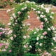 thumbnail image 5 of Soporte de plantas de enrejado de arcos de jardín para decoración de fiesta de ceremonia de boda de Tomshoo  Negro, 5 of 7