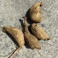 Dahlia bulbs for planting,dahlia tubers bulk,dahlia bulbs for sale