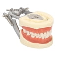 thumbnail image 1 of Modelo de dientes estándar Enseñanza dental Demostración de tipodonto estándar Modelo de dientes de encía blanda con 32 dientes, 1 of 14
