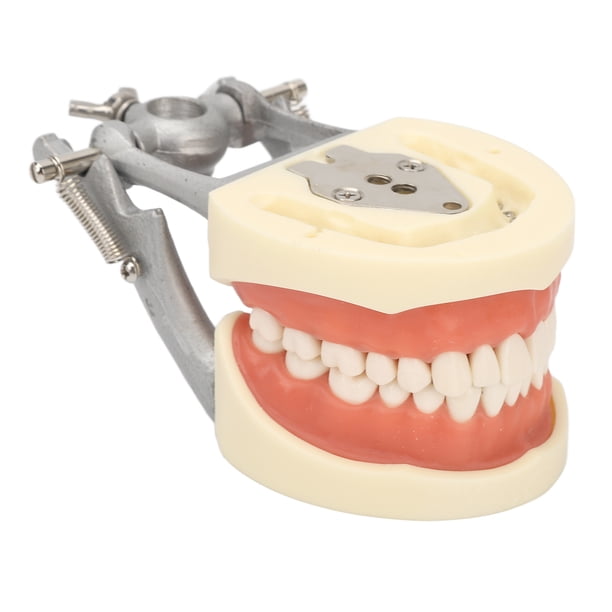 Modelo de dientes estándar Enseñanza dental Demostración de tipodonto estándar Modelo de dientes de encía blanda con 32 dientes