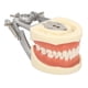 thumbnail image 1 of Modelo de dientes estándar Enseñanza dental Demostración de tipodonto estándar Modelo de dientes de encía blanda con 32 dientes, 1 of 14