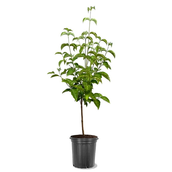 Expert Gardener 2-3 ft tall White Flowering Dogwood Live Tree in 5-Gallon Grower Pot